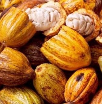 Sabes Cómo preparar una infusión de cacao