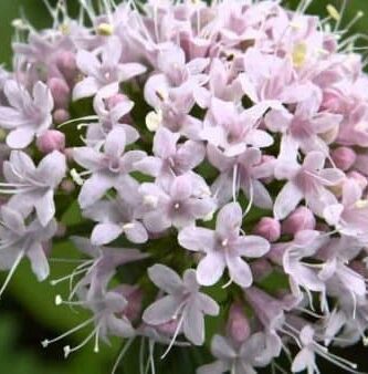 la valeriana la valeriana