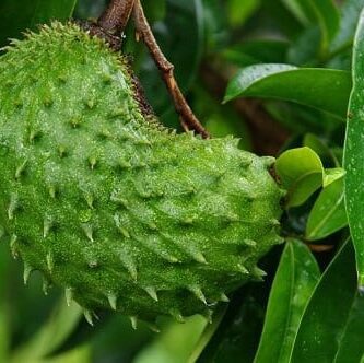 A La guanábana para hipertensión, colitis, cáncer y más