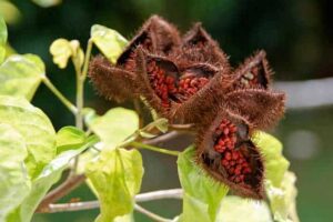Los usos medicinales de la Bija