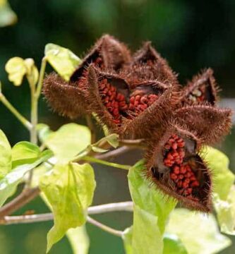 Los usos medicinales de la Bija