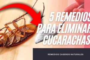 Remedios para eliminar cucarachas