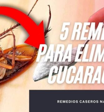 remedios caseros Remedios para eliminar cucarachas